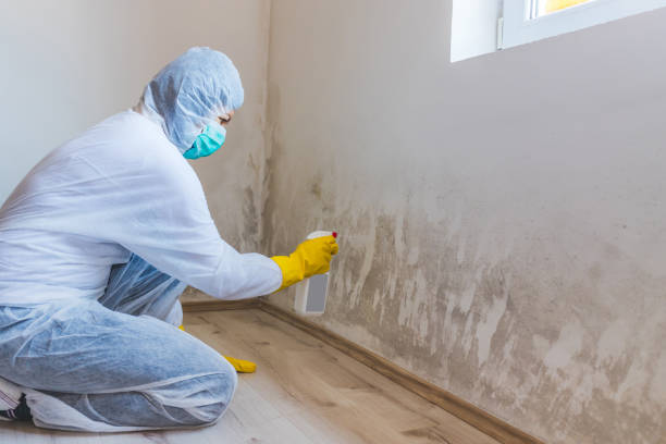 Licensed Black Mold Remediation service in Centreville, VA - Car Mold Remediation