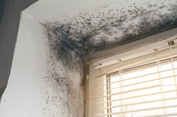 Affordable Black Mold Remediation solutions in Centreville, VA