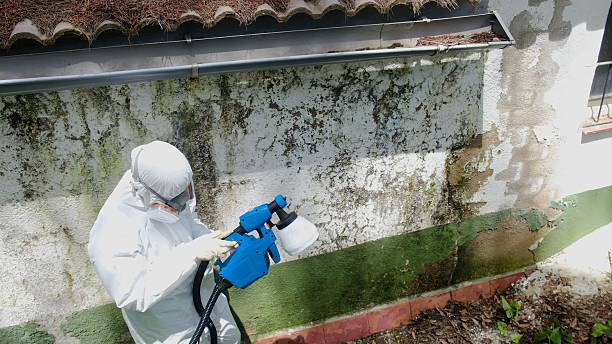 Top rated local Black Mold Remediation specialists in Centreville, VA